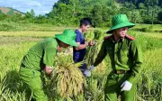 Công an Thanh Hóa giúp dân gặt lúa chạy lũ, đua với thời tiết