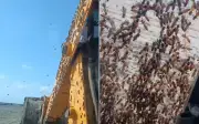Công nhân Ấn Độ mắc kẹt trong cabin máy xúc vì đàn ong hung dữ