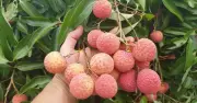 Cảnh báo: Không nên ăn vải cùng dưa leo và cà rốt kẻo mất vitamin C