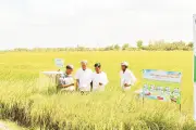 Cánh đồng lúa hai màu: Bước tiến mới cho nông nghiệp xanh
