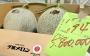 Cặp dưa lưới Hokkaido được bán với giá kỷ lục gần 957 triệu đồng