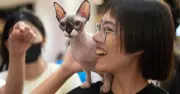 Cuộc thi Hoa hậu Mèo 2026: 80 thí sinh tranh tài tại Hà Nội
