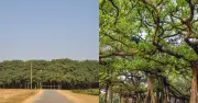 Cây đa 'nhìn như cá khủng rừng' tán rộng gần gấp 3 sân bóng đá