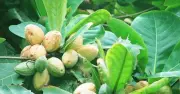 Cây bàng: 'Kho báu' dược tính quý giá ít ai biết