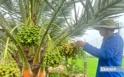 Cây chà là lạ mắt giữa vùng biên Đồng Tháp, cho trái ngọt vàng óng