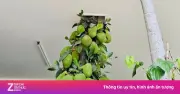 Cây mít trăm quả mọc xuyên nhà ở Đà Nẵng gây sốt mạng xã hội