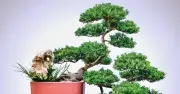 Cây ngũ gia bì, tùng la hán, vạn niên thanh, lưỡi hổ: Bí quyết giảm thị phi, tăng năng lượng tích cực