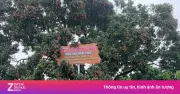 Cây vải tổ 100 năm tuổi ở Bắc Ninh: Báu vật mùa hè thu hút nghìn khách