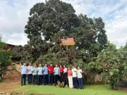 Cây vải tổ tuổi đời hơn 1 thế kỷ được doanh nghiệp đấu giá khai thác ở Bắc Ninh