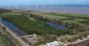 Dự án phục hồi rừng ngập mặn Cà Mau: Lá chắn xanh ứng phó biến đổi khí hậu