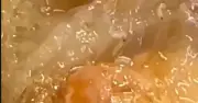 Dòi bò lúc nhúc trong xôi mua tại tiệm bánh mì ở Quảng Trị