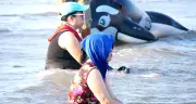 Du khách trùm kín mặt tắm biển Sầm Sơn giữa đợt nắng nóng đỉnh điểm
