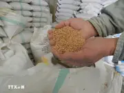 FAO cảnh báo nguy cơ khủng hoảng lương thực toàn cầu nghiêm trọng