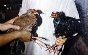 Gà lôi lam mào trắng sắp hồi hương: Hy vọng bảo tồn loài chim quý