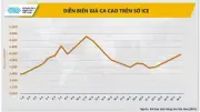Giá ca-cao tăng gần 10% do mưa lớn tại Bờ Biển Ngà và lo ngại El Niño