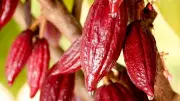 Giá ca-cao tăng phiên thứ 8 liên tiếp, dầu đậu tương hạ nhiệt