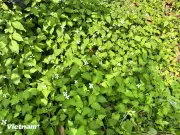 Gợi ý cách chăm sóc da với rau diếp cá hiệu quả