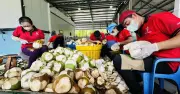 Giá dừa tươi tại TP.HCM tăng gấp đôi, có nơi lên 25.000 đồng/trái