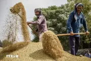 Giá gạo xuất khẩu của Ấn Độ tiếp tục giảm mạnh