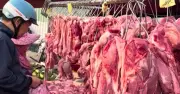 Giá heo hơi hôm nay ổn định, nguồn cung dồi dào giữ thị trường