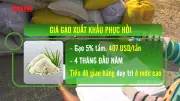Giá lúa ĐBSCL cải thiện, gạo phát thải thấp nâng tầm cạnh tranh