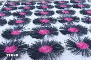 Giữ lửa hương đèn làng văn quan hương xưa còn mãi