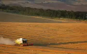 Giá lúa mì giảm mạnh do triển vọng mùa vụ Mỹ thuận lợi