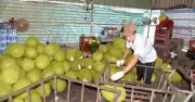 Giá mít Đồng Tháp tăng nhẹ nhưng vẫn ở mức thấp, nông dân thua lỗ