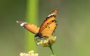 Giờ sinh âm lịch của đứa trẻ vương phúc