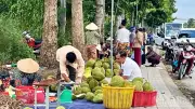 Giá sầu riêng giảm mạnh tại Cần Thơ, nông dân gặp khó
