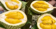 Giá sầu riêng hôm nay tăng thêm 5.000 đồng/kg, dự báo tiếp tục khởi sắc