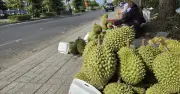 Giá sầu riêng loạn: Hàng xuất khẩu ổn định, hàng dạt giảm sâu