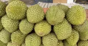 Giá sầu riêng Ri6 và Monthong tăng mạnh nhờ xuất khẩu thuận lợi