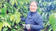 Gia Lai chuyển đổi cây trồng kém hiệu quả sang hướng hữu cơ bền vững