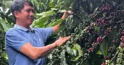 Gia Lai đổi thay: Từ ký ức thùng phuy nước đến vùng nguyên liệu cà phê tỷ đô