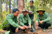Gia Lai thành lập Ban Quản lý rừng phòng hộ với hơn 500 nhân sự