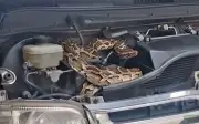 Giải cứu trăn dài 3 mét mắc kẹt trong động cơ xe minivan ở Thái Lan