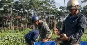 Giảm nghèo thông tin: Quy chuẩn kỹ thuật quốc tế cho doanh nghiệp nông sản