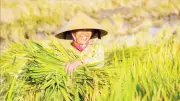 Giảm phát thải methane trong trồng trọt: Cơ hội từ tưới khô ướt xen kẽ