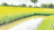 Giống lúa BL9: Hướng đi mới cho vùng tôm-lúa Cà Mau