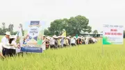 Giống lúa Ngọc Nương 9 cho năng suất cao tại Bắc Ninh