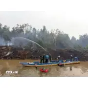 Gần 300 cán bộ chiến sỹ tham gia khống chế vụ cháy lõi thực bì trong rừng tràm