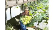 Hồ Tịnh Tâm và sen trắng ngự hồi sinh giữa lòng kinh thành Huế