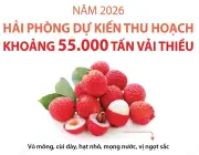 Hải Phòng dự kiến thu hoạch 55.000 tấn vải thiều năm 2026
