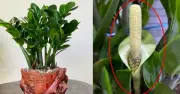 Hiện tượng kim tiền nở hoa: Điềm báo may mắn và cách chăm sóc đúng