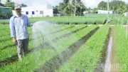 Hiệu quả kinh tế từ cây trồng truyền thống: Nghề trồng rau hẹ ở Nhuận Phú Tân