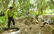 Hơn 800 cây phơi muối hồng bị tịch thu ở Thanh Hóa: Sẽ xử lý ra sao?