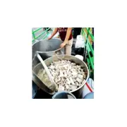 Hàng 'độc' Nam Phi xa mà gần - Kỳ 3: Thủ đoạn tinh vi và bí ẩn sau những chuyến hàng