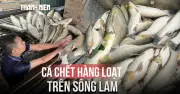 Hàng loạt cá lồng bè chết bất thường trên sông Lam, thiệt hại gần 7 tấn