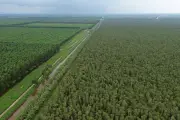 Hương rừng U Minh - Quảng bá nét văn hóa đặc trưng vùng đất cực Nam